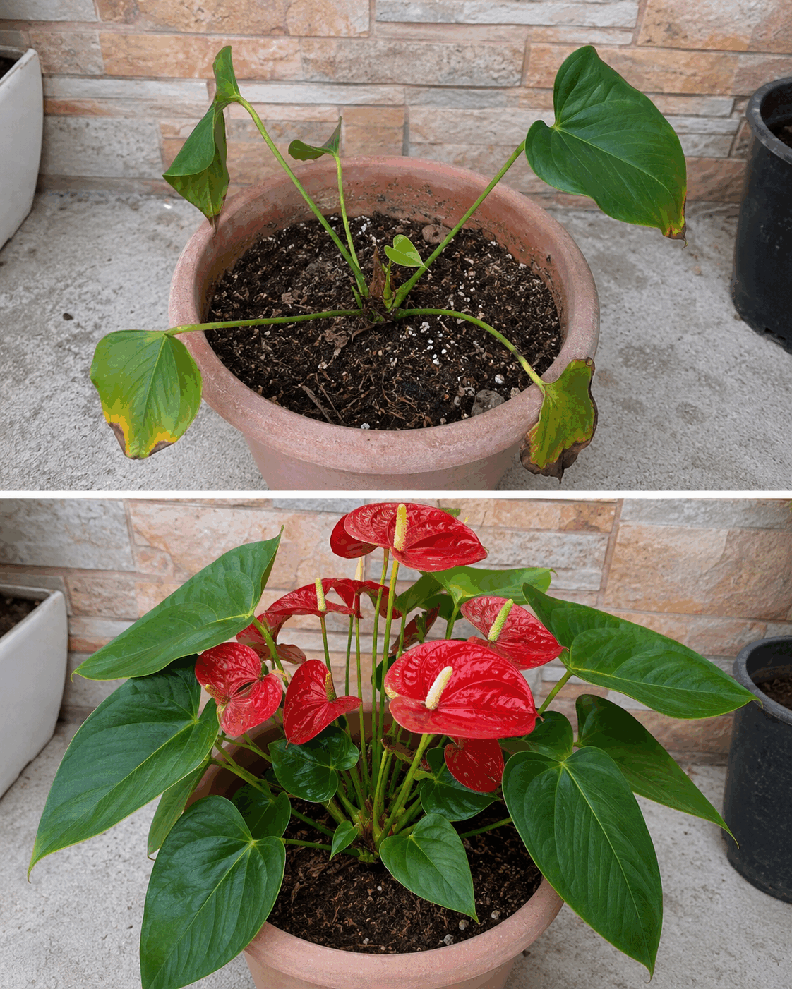 Cómo recuperar un anturio con pocas hojas y estimular la aparición de nuevos brotes y flores