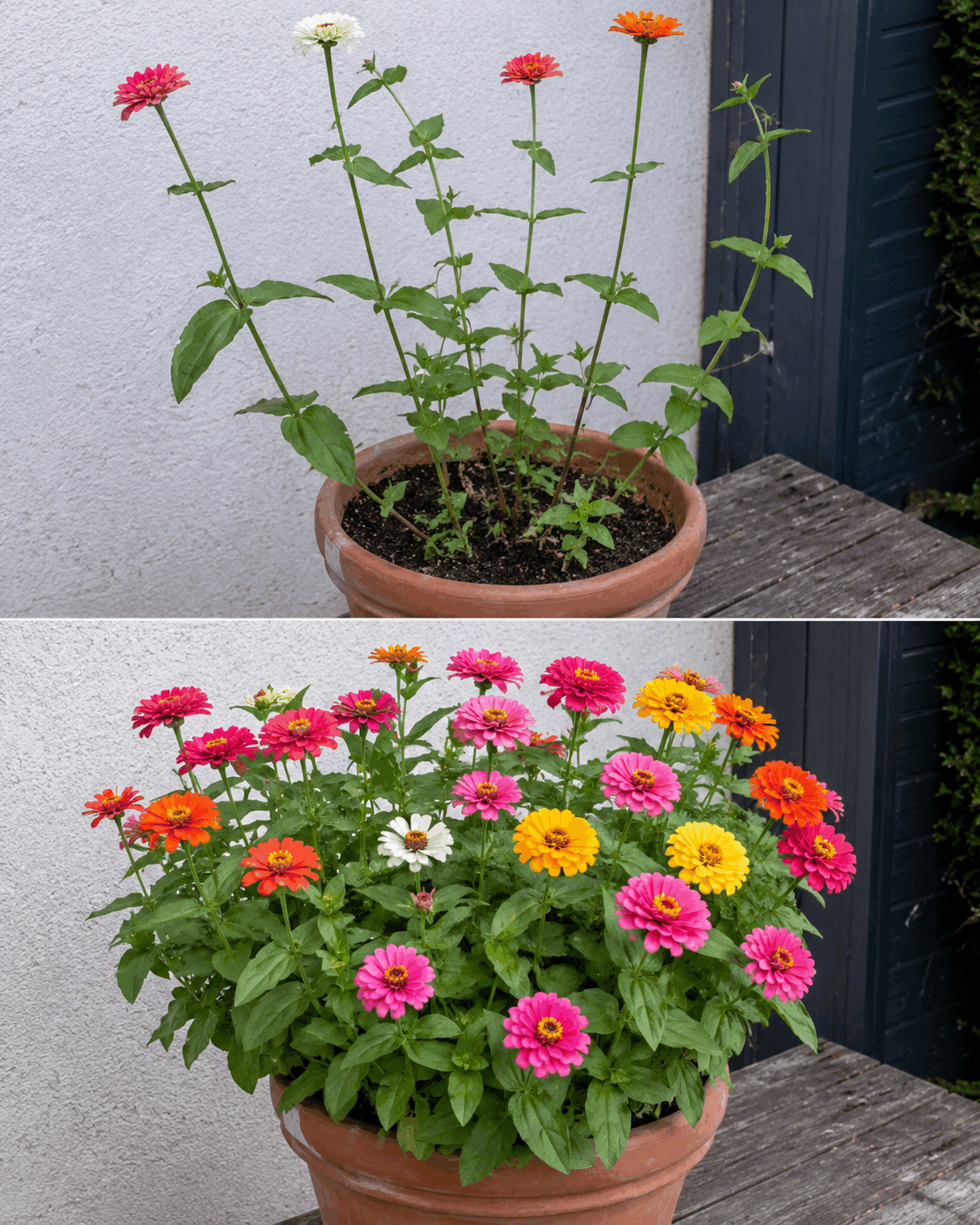 El truco para conseguir que una zinnia alta y poco ramificada se transforme en una planta compacta llena de flores