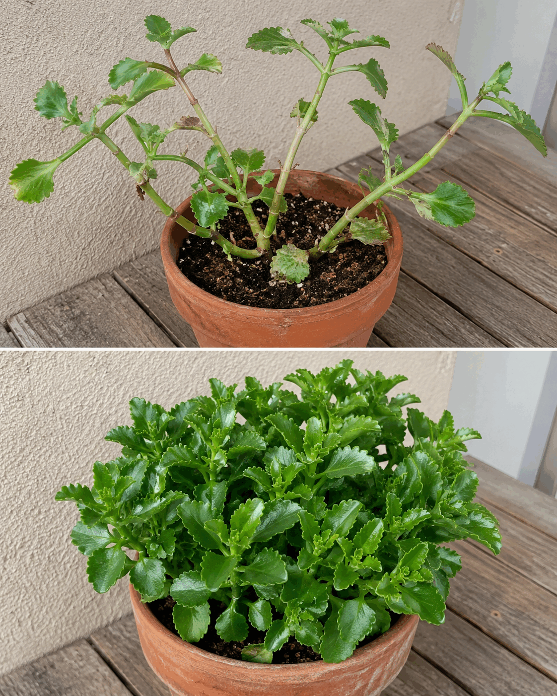 Cómo recuperar un kalanchoe alargado y con pocas hojas para conseguir una mata compacta y llena de nuevos brotes