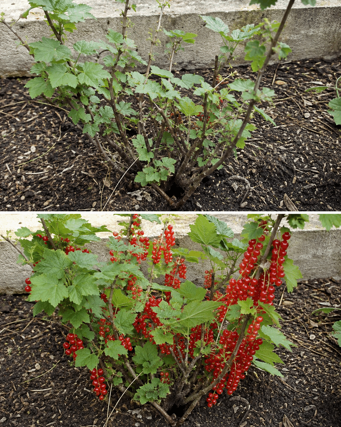 Así consigues que una planta de grosella roja desarrolle ramas productivas y termine cargándose de pequeños racimos